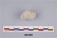 藏品(苔蘚蟲)的圖片